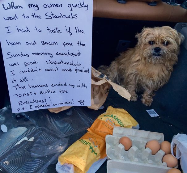 We Went To The Shop To Buy Our Sunday Morning Breakfast, But When We Arrived Home Teddy Ate All