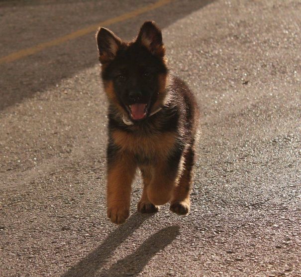 German Shepherd Puppy