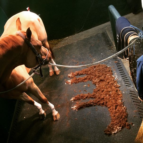 Say Hello To Twin Pony Clippy