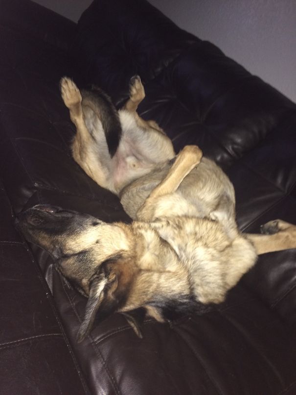 My Brothers Dog Sleeps Like This Every Night/ Nap Time