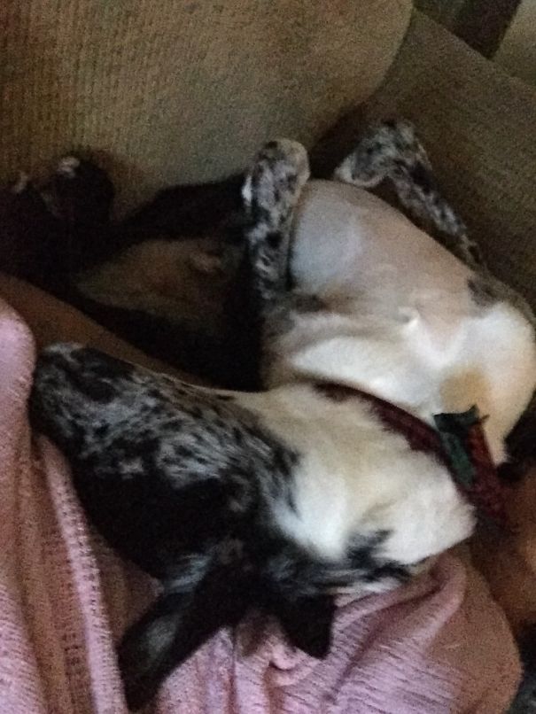 63lbs Dog In A Couch Corner- Seems Comfy!