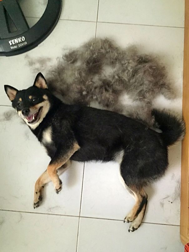 My Black Doge In Shedding Season