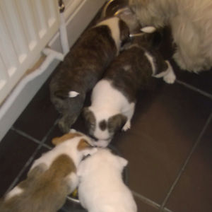 dee-greatbanks avatar