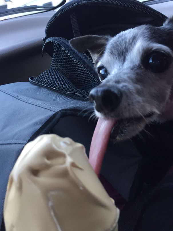 Big Tongue Little Dog