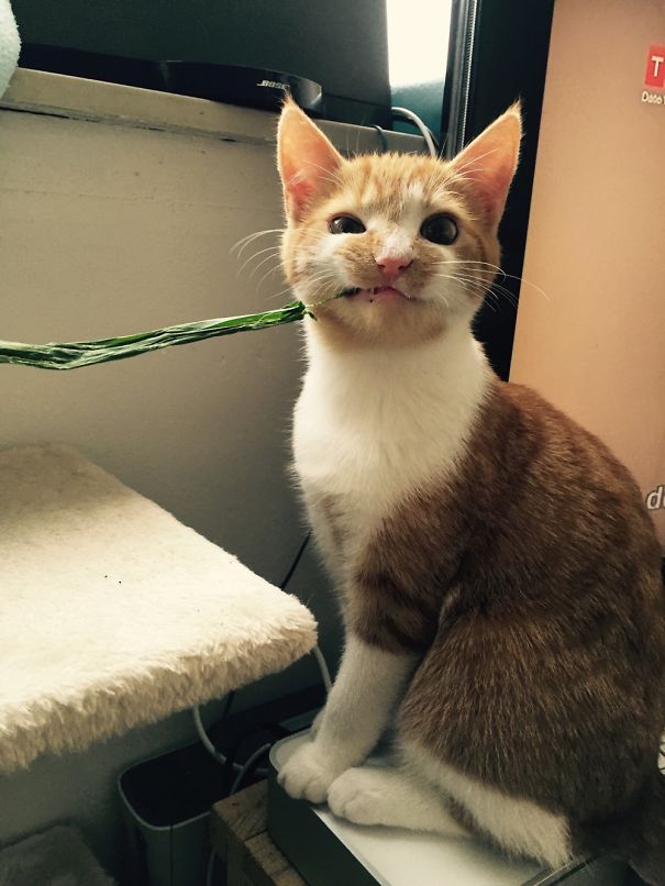 My Cat Eating A Plant