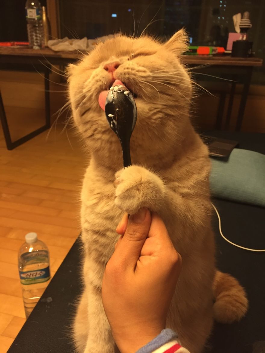 Котик с едой. Кошки за едой. Еда для кошек. Котик с ложкой. Кот с колбасой.