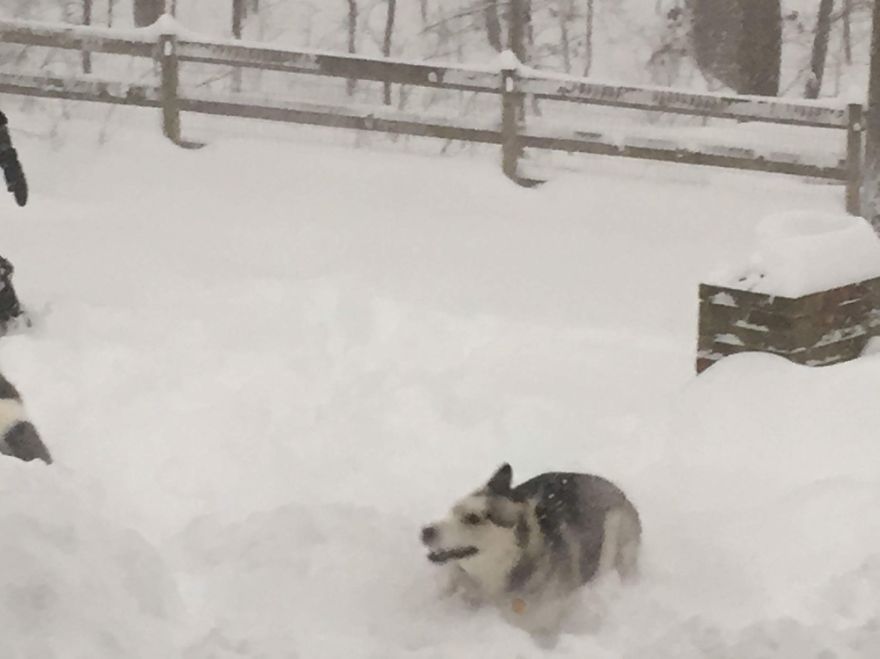 Husky Seeing Snow For First Time In Virginia