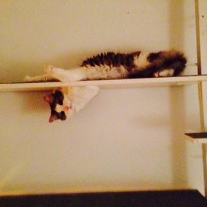 christi-anelang avatar