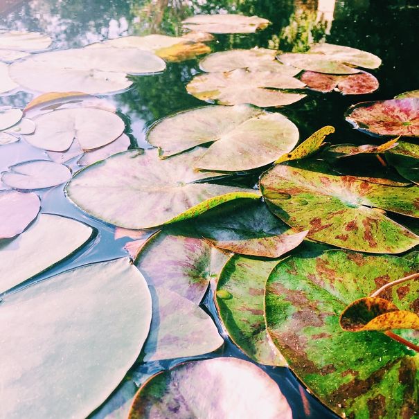 I Started To Do Photography For My Grade 8 Project And Now It's A Hobbie... Hope You Like