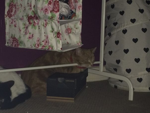 Sleeps Where He Wants