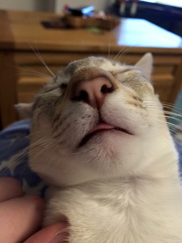 Pixie, The Siamese With The Most Derp