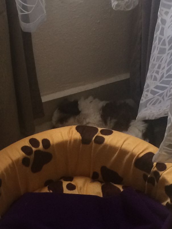 Every Nook And Corner Is His Bed!!