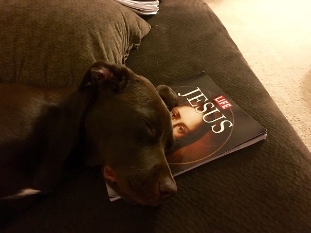 Sleeping On The Best "pillow" In The House