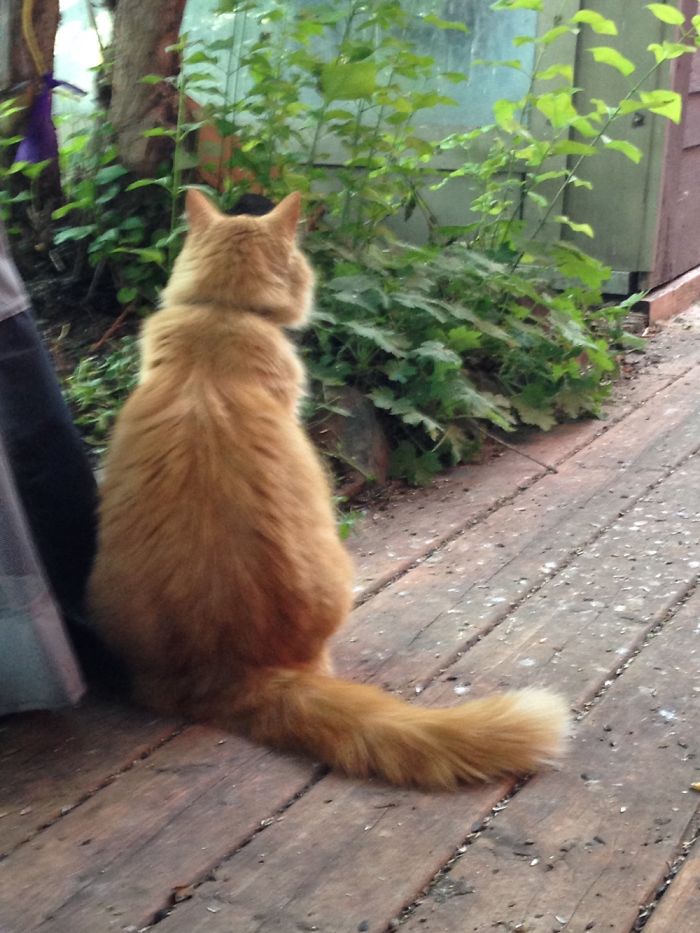 We Have Several Cats Who Visit My Parents Home. This Is Just One Of Our Favourite Friends.