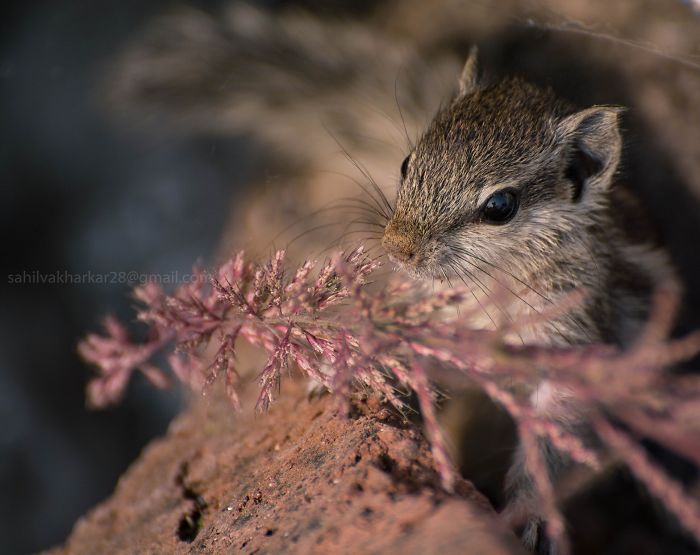 Indian Palm Squirrel