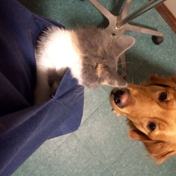 Patches The Pocket Kitten Making Friends