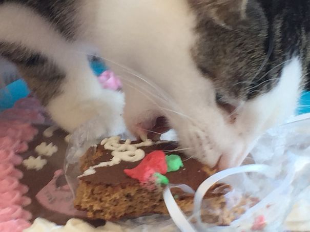 My Cat Loves Lebkuchen.