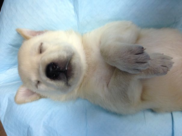 Polar Bear Cub Or Bailey The Lab Pup?