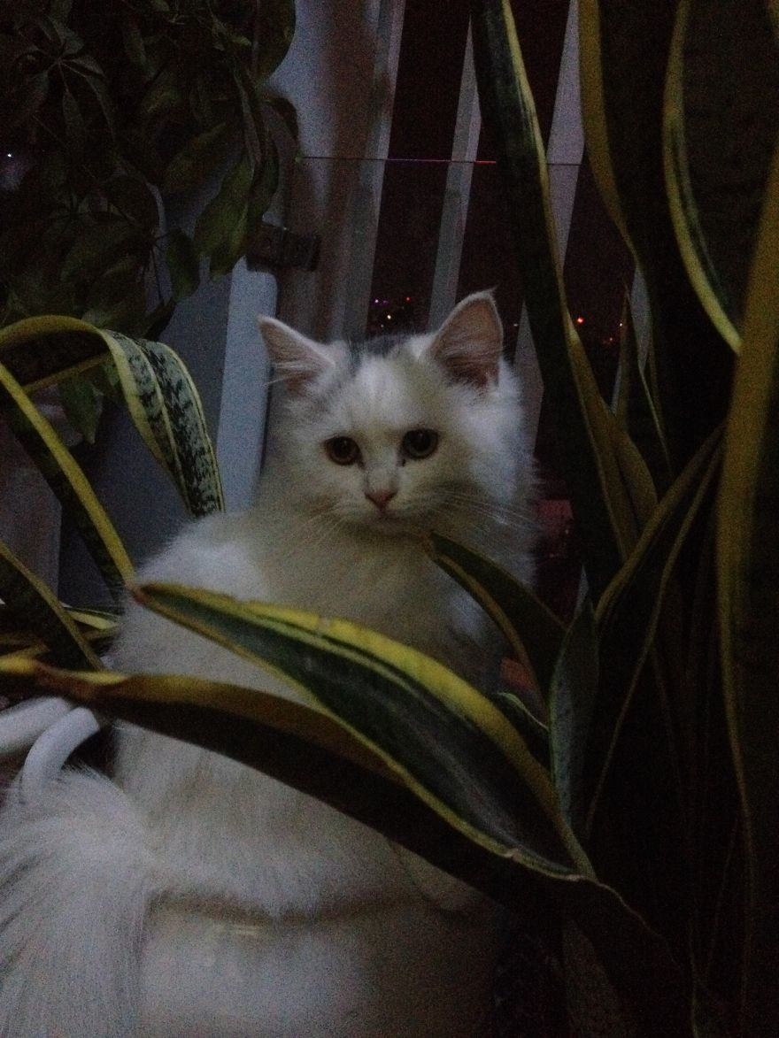 Urban Cat At Urban Garden