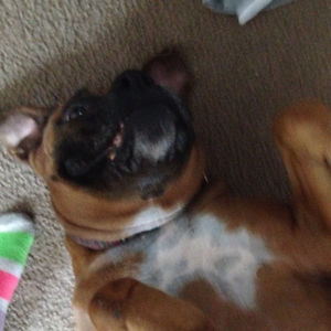 ryleecheezburger avatar