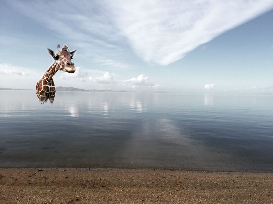 Taking A Swim In The San Francisco Bay