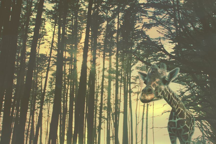 Exploring The Cypress In Half Moon Bay.