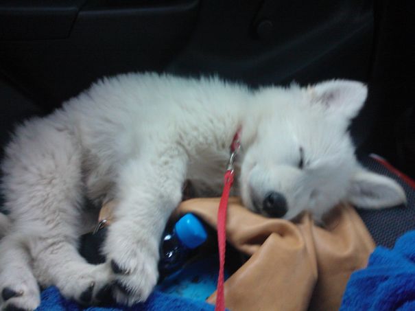 Cuma Bear White Shepard