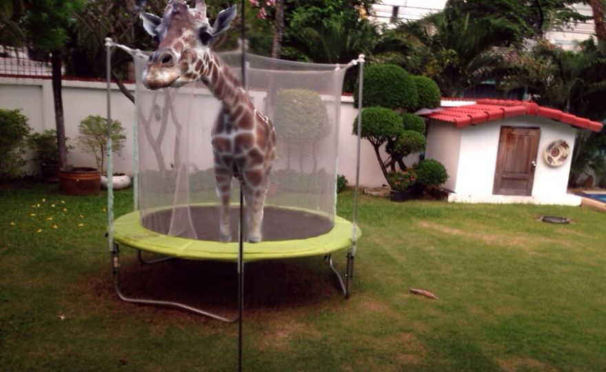 Giraffe In A Trampoline