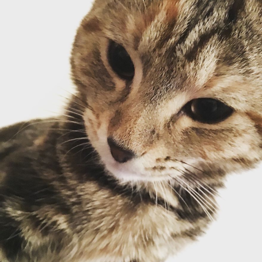 Posing Tabby/tortoise Freya!