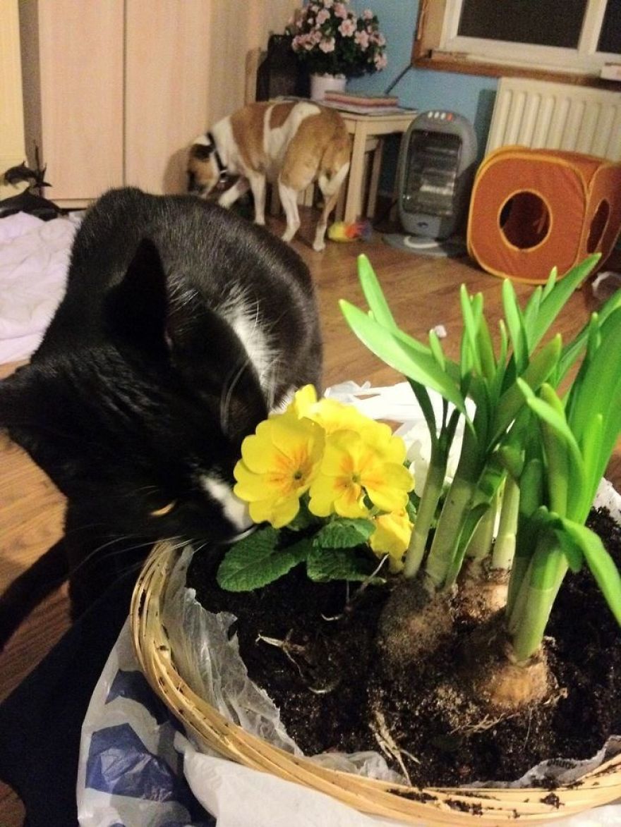 Sweet Mother's Day Flowers