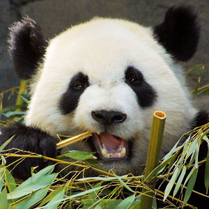 mollyjaneleblanc avatar