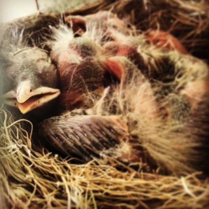 Baby Robins
