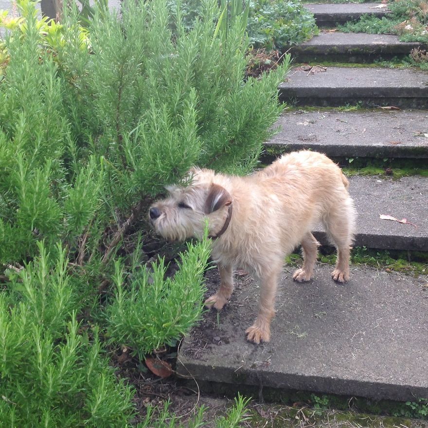 Nora Sniffing Rosemary