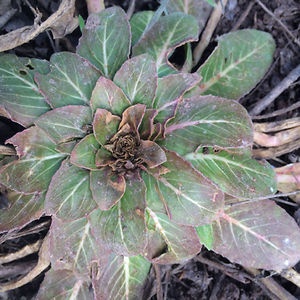 samanthaeverett avatar