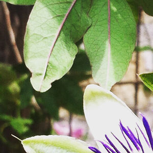 happylittlefox108 avatar