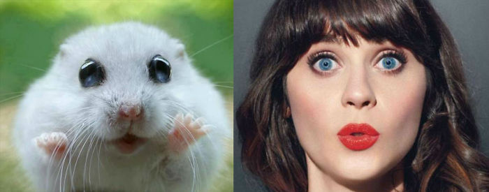 Small white hamster with wide eyes next to a surprised woman with blue eyes and red lipstick, celebrity doppelganger animals.