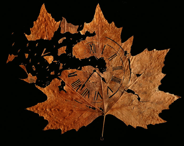 My Newest Delicate Leaf-Cuttings