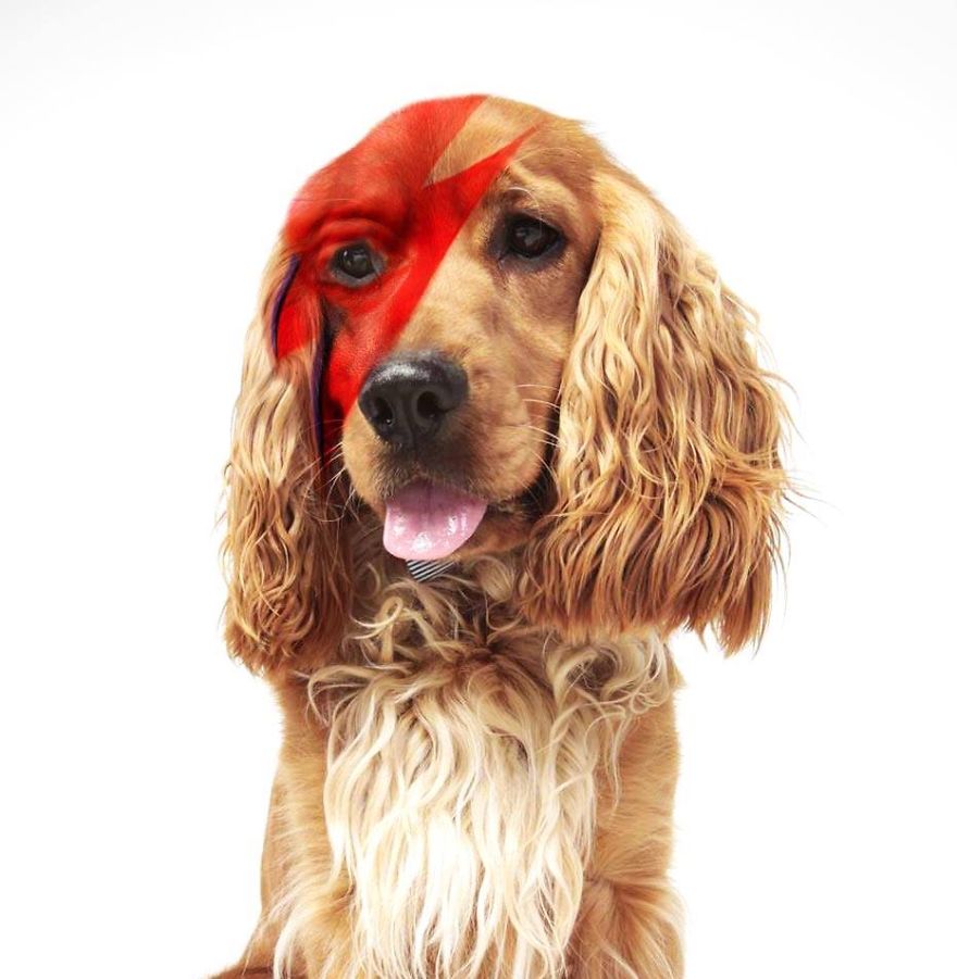 Legend Dog Ajan Brian As David Bowie