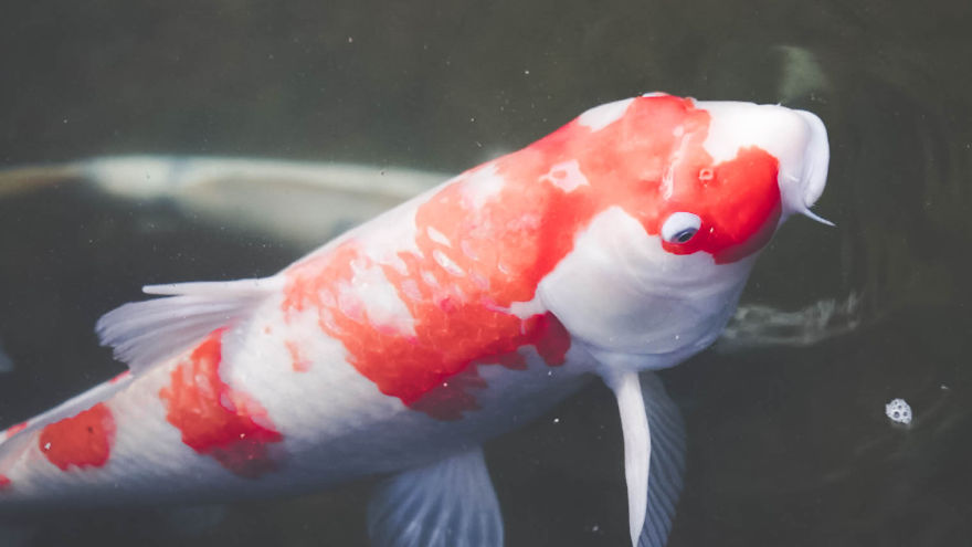 Living In Japan Through The Eyes Of A Foreigner