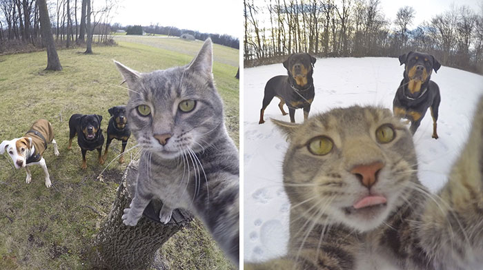 This Selfie Taking Cat Takes Better Selfies Than You