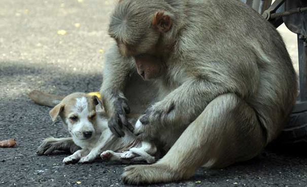 monkey-adopts-puppy-erode-india-11 monkey-adopts-puppy-erode-india-11