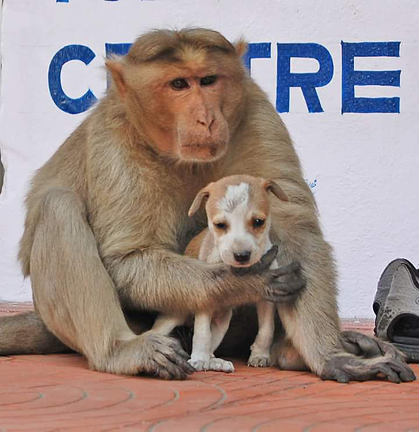 monkey-adopts-puppy-erode-india-4.jpg