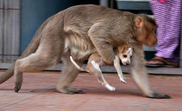 monkey-adopts-puppy-erode-india-7 monkey-adopts-puppy-erode-india-7