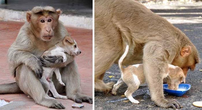 Monkey Adopts A Puppy, Defends It From Stray Dogs, And Lets It Eat First