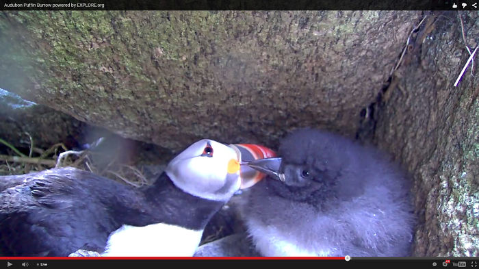 Puffin Love