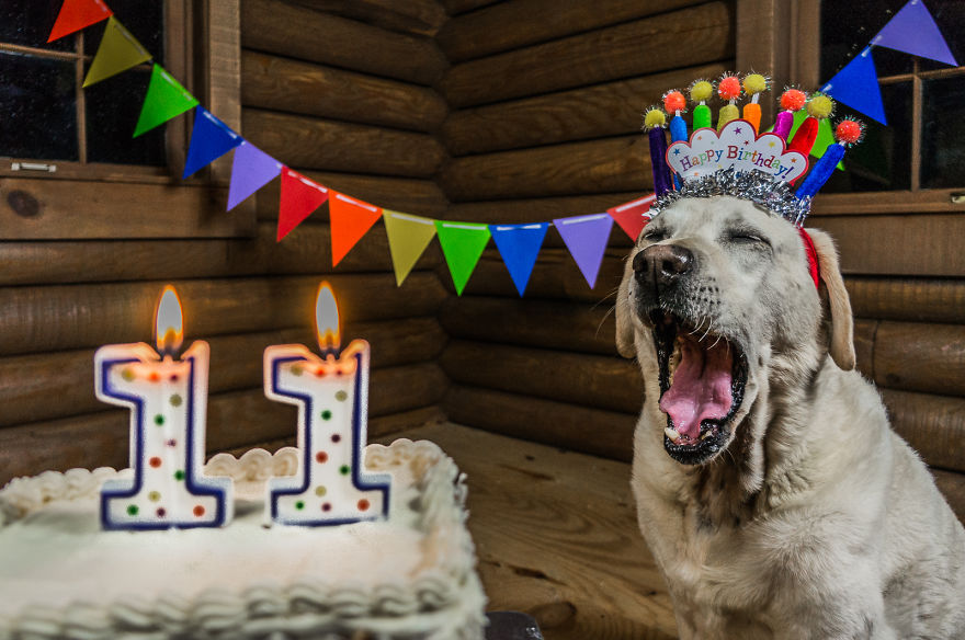 Motorcycle Dog Celebrates 11th Birthday On The Road! Motorcycle Dog Celebrates 11th Birthday On The Road!