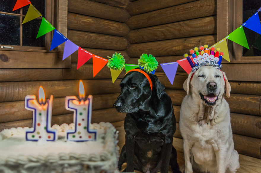 Motorcycle Dog Celebrates 11th Birthday On The Road! Motorcycle Dog Celebrates 11th Birthday On The Road!