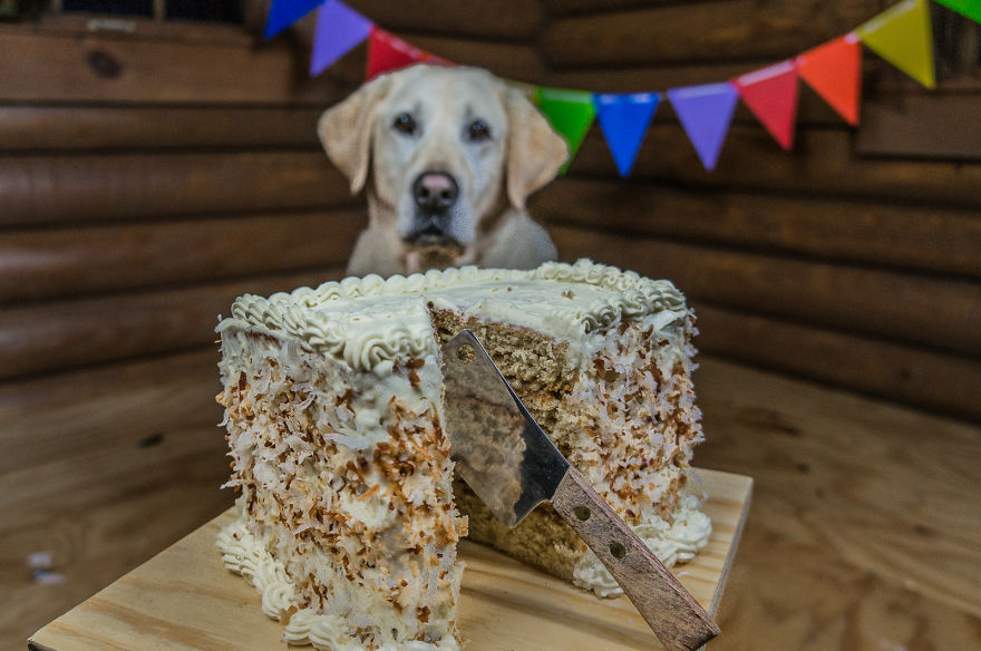 Motorcycle Dog Celebrates 11th Birthday On The Road!