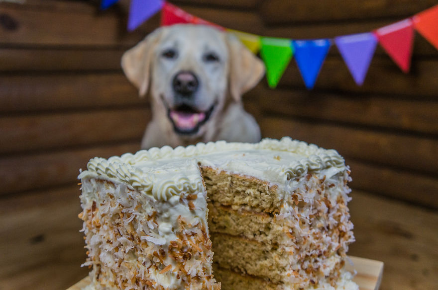 Motorcycle Dog Celebrates 11th Birthday On The Road!