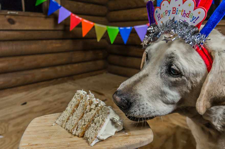 Motorcycle Dog Celebrates 11th Birthday On The Road!
